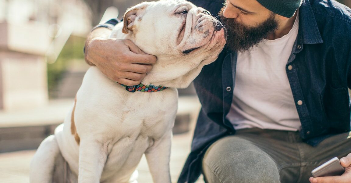 Treinando o seu Bulldog