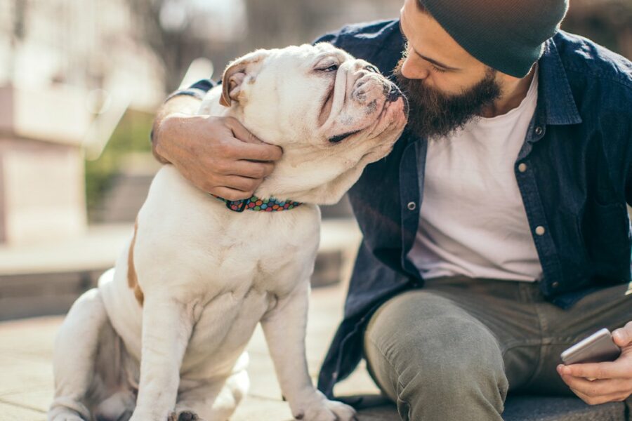 Treinando o seu Bulldog