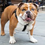 10 nomes de bulldog inglês mais populares