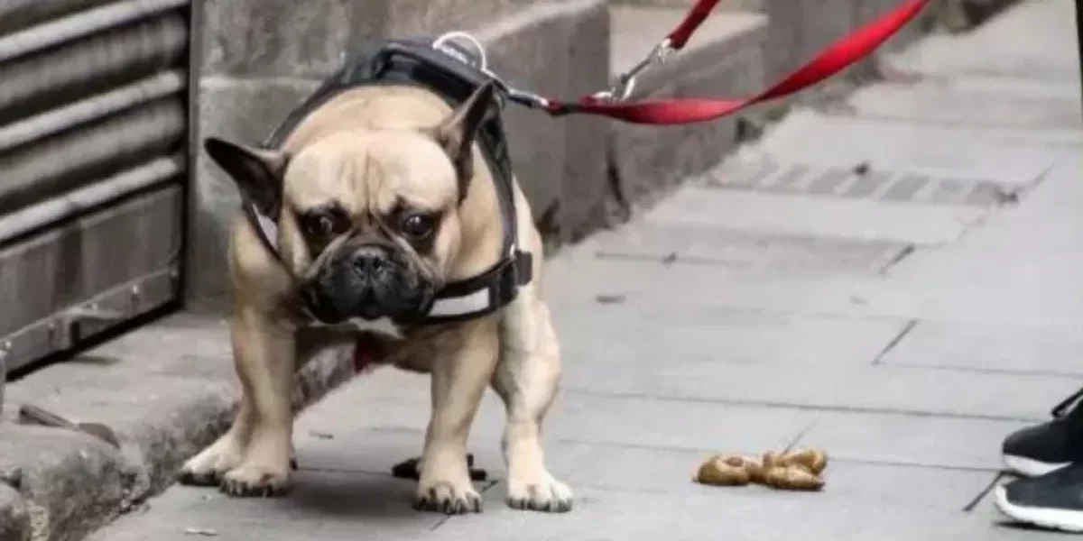 O que fazer se o seu Frenchie comer cocô