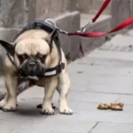 O que fazer se o seu Frenchie comer cocô