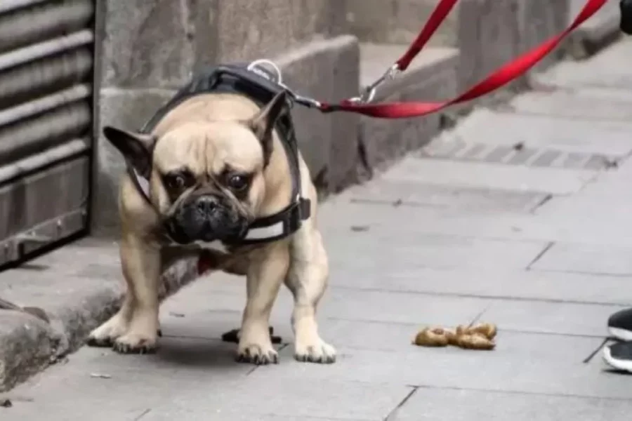 O que fazer se o seu Frenchie comer cocô