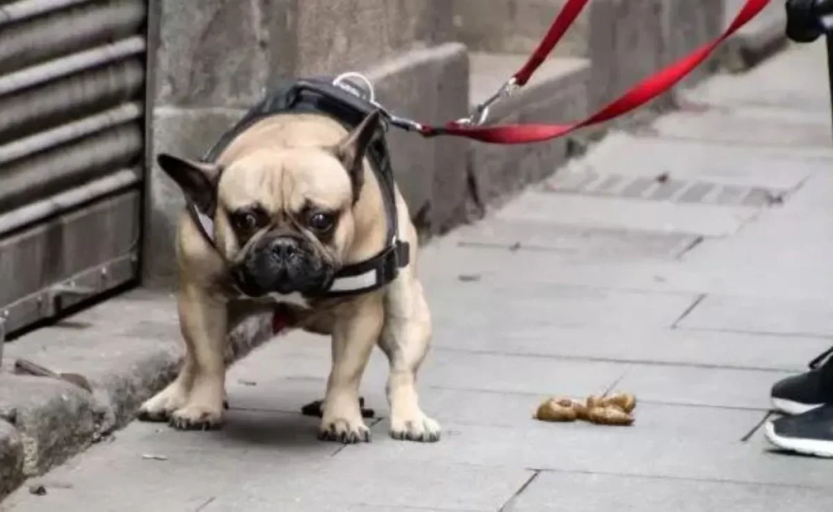 O que fazer se o seu Frenchie comer cocô