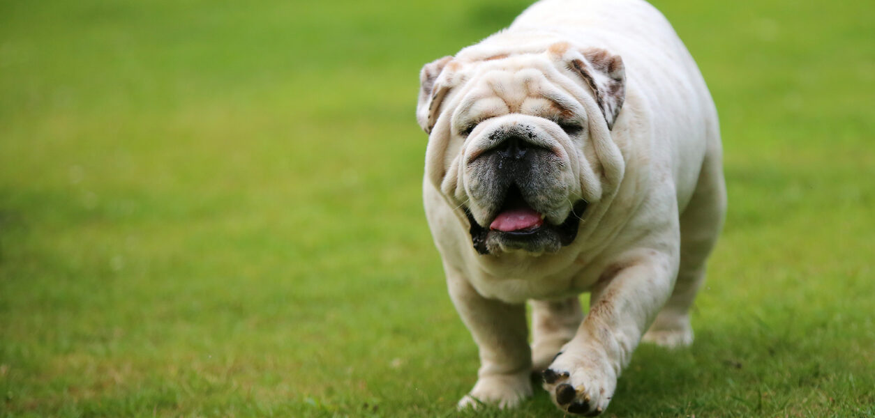 Bulldogs Ingleses – Criados para a Companhia