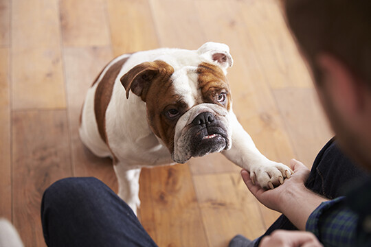 Ajudando Seu Bulldog a Ter uma Vida Longa